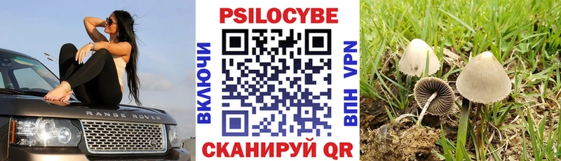 Псилоцибиновые грибы Psilocybe  сколько стоит  Тогучин 
